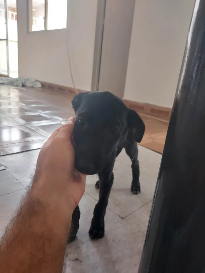 Cachorro ra a SRD-ViraLata idade Abaixo de 2 meses nome Sky