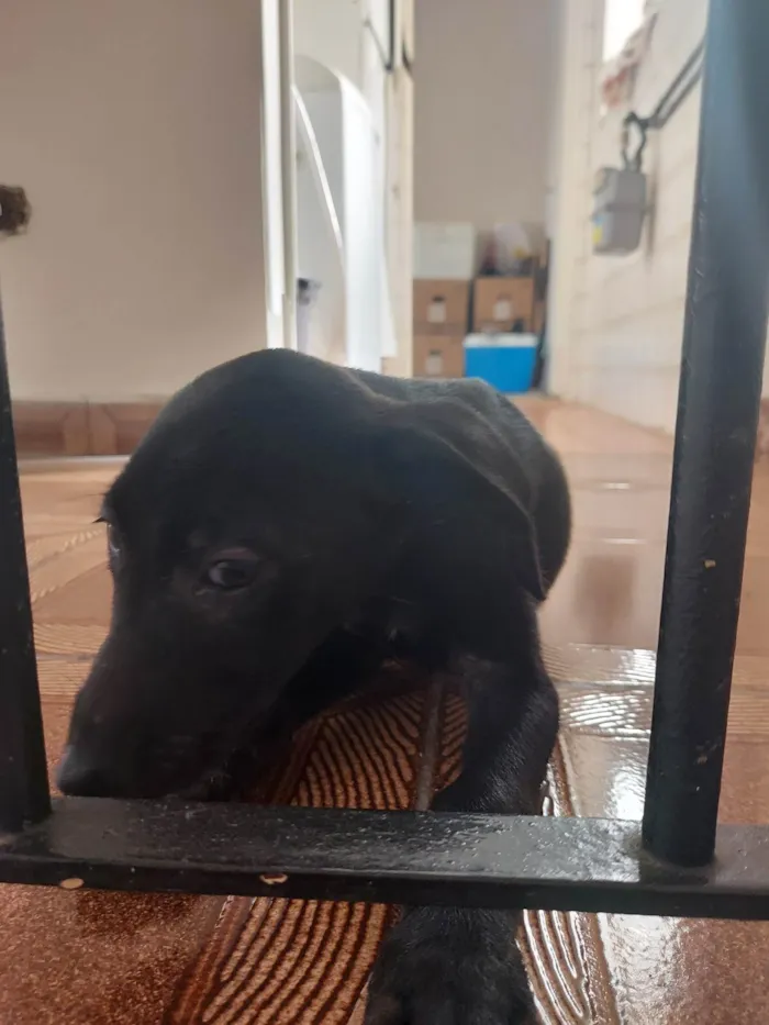 Cachorro ra a SRD-ViraLata idade Abaixo de 2 meses nome Sky