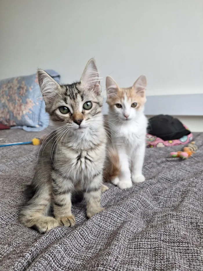 Gato ra a SRD-ViraLata idade 2 a 6 meses nome Chiquinho e Mandioca