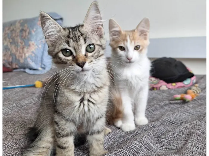 Gato ra a SRD-ViraLata idade 2 a 6 meses nome Chiquinho e Mandioca