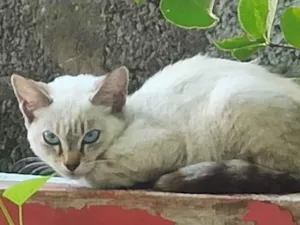 Gato raça SRD-ViraLata idade 2 a 6 meses nome Me adota 