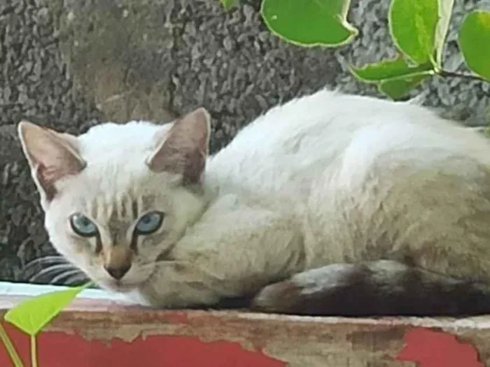 Gato ra a SRD-ViraLata idade 2 a 6 meses nome Me adota 