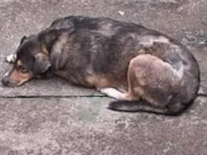 Cachorro raça SRD-ViraLata idade 5 anos nome Pitoco