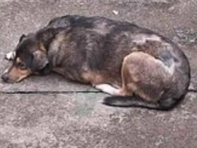 Cachorro ra a SRD-ViraLata idade 5 anos nome Pitoco