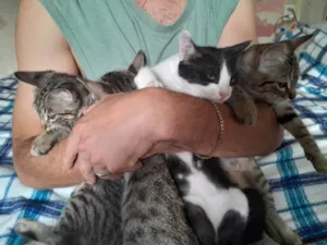 Gato raça SRD-ViraLata idade 2 a 6 meses nome Lupe,Zeus,Barbie,Eustácio