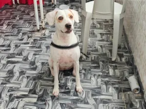 Cachorro raça SRD-ViraLata idade 7 a 11 meses nome Akira