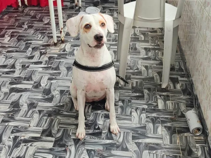 Cachorro ra a SRD-ViraLata idade 7 a 11 meses nome Akira