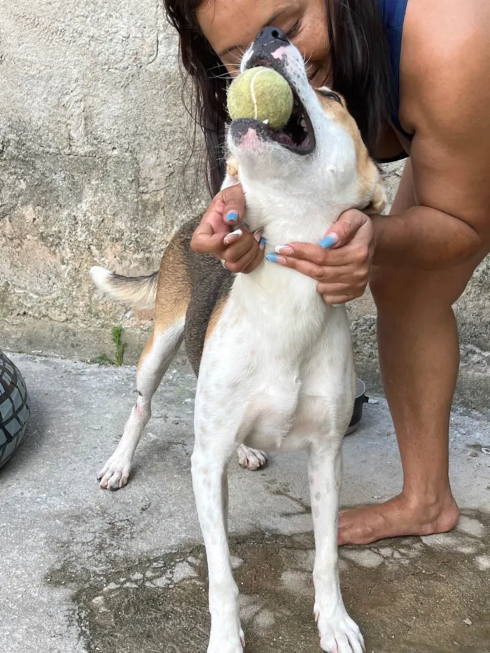 Cachorro ra a SRD-ViraLata idade 7 a 11 meses nome Shita