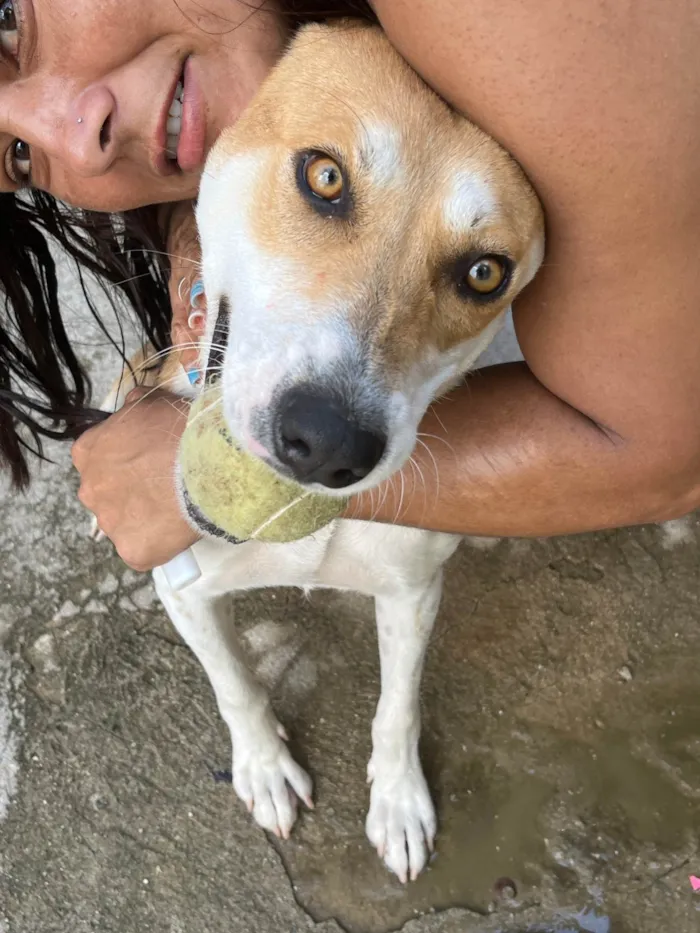 Cachorro ra a SRD-ViraLata idade 7 a 11 meses nome Shita