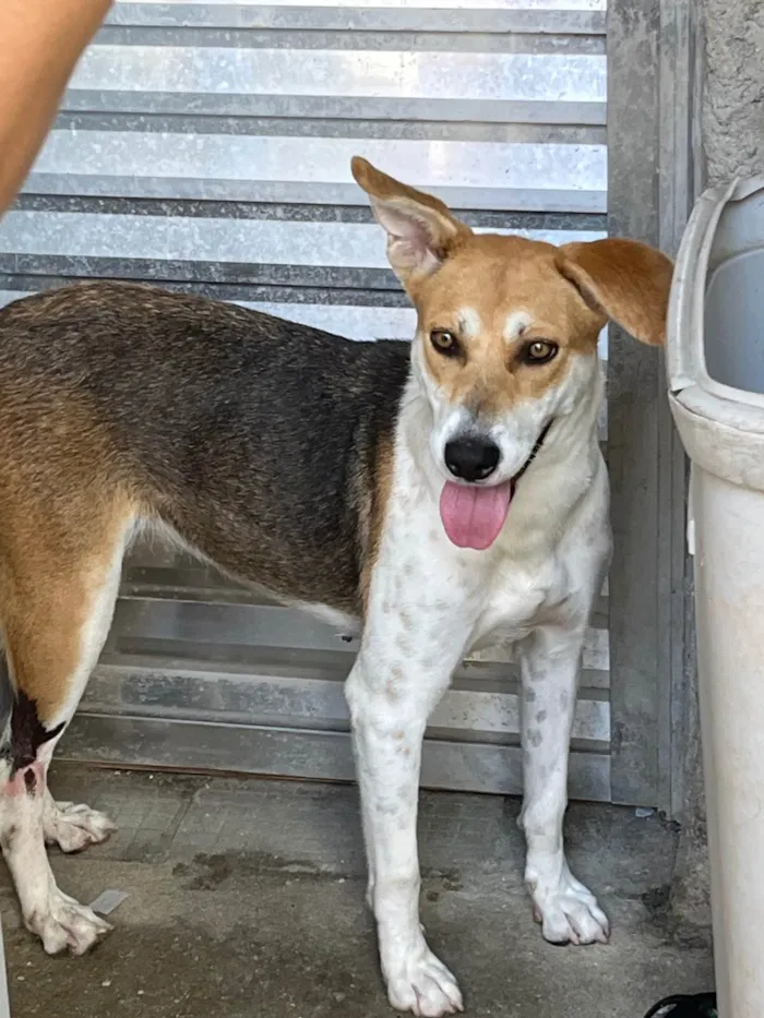 Cachorro ra a SRD-ViraLata idade 7 a 11 meses nome Shita