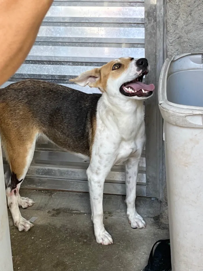 Cachorro ra a SRD-ViraLata idade 7 a 11 meses nome Shita