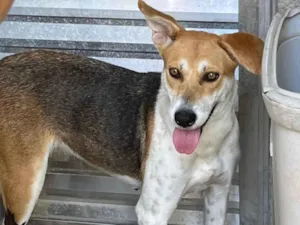 Cachorro raça SRD-ViraLata idade 7 a 11 meses nome Shita