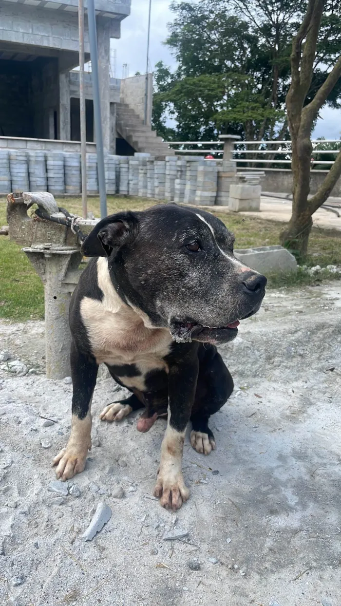 Cachorro ra a Pit-Bull idade 6 ou mais anos nome Heros