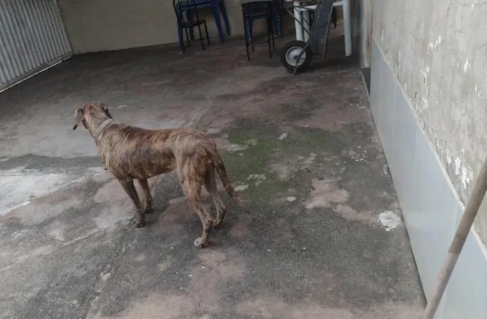 Cachorro ra a Fila idade 5 anos nome Mel Maria