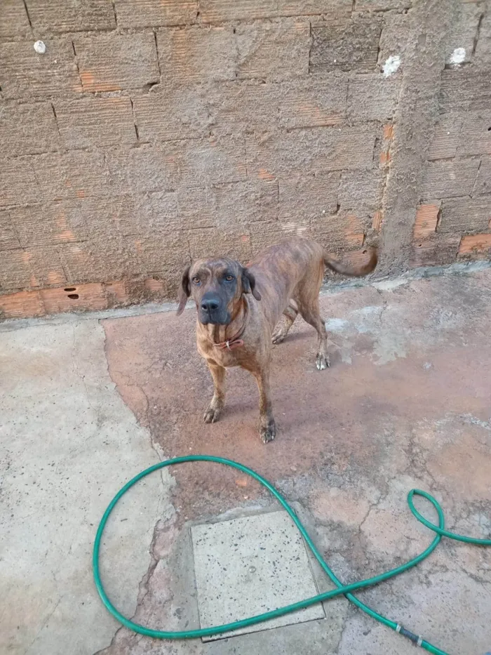 Cachorro ra a Fila idade 5 anos nome Mel Maria