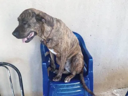 Cachorro raça Fila idade 5 anos nome Mel Maria