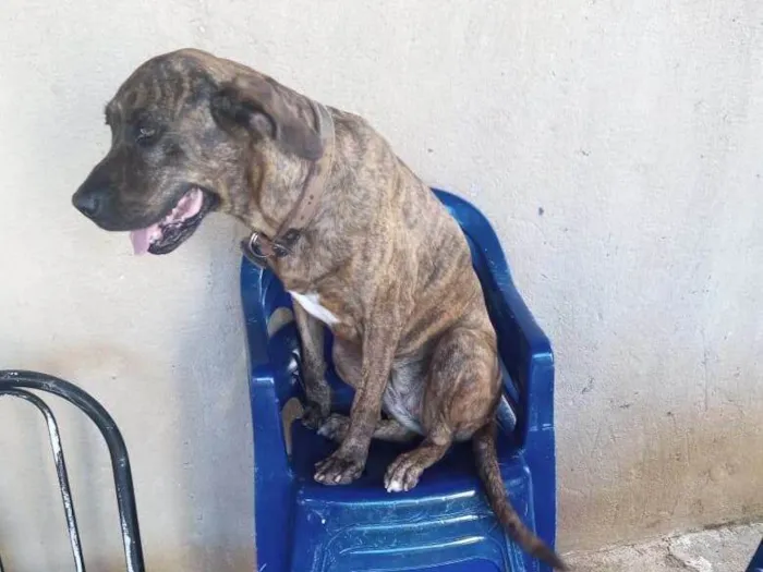 Cachorro ra a Fila idade 5 anos nome Mel Maria