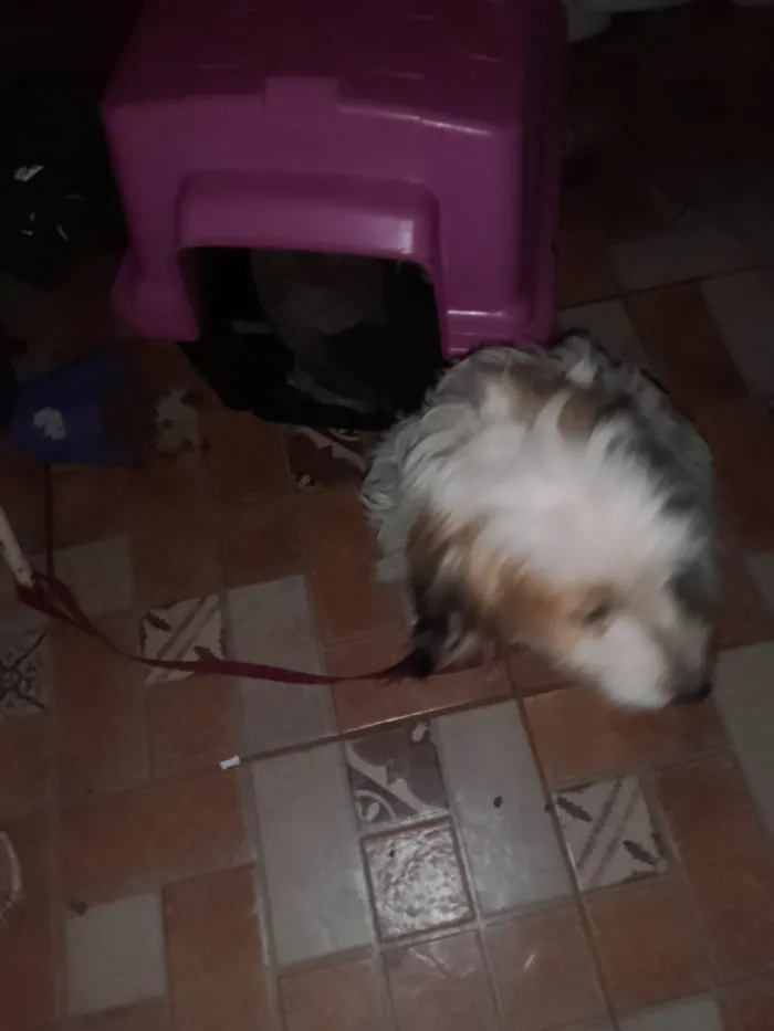 Cachorro ra a SRD-ViraLata idade 3 anos nome Mel 