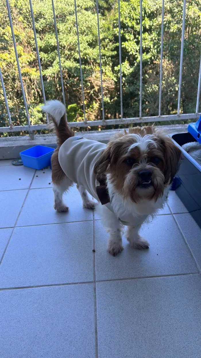 Cachorro ra a Lhasa Apso idade 3 anos nome Aparecido