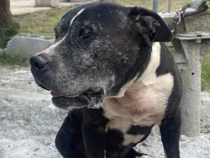 Cachorro raça Pit-Bull idade 6 ou mais anos nome Heros