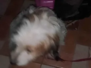 Cachorro raça SRD-ViraLata idade 3 anos nome Mel 