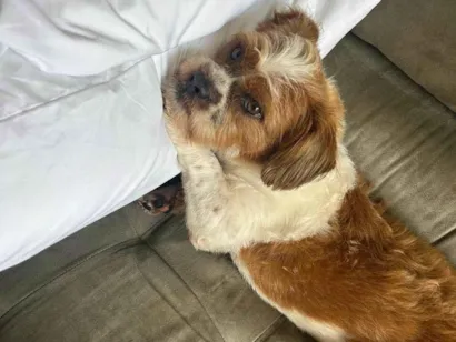 Cachorro raça Lhasa Apso idade 3 anos nome Aparecido