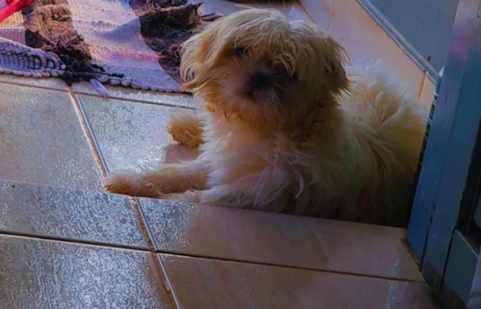 Cachorro ra a Shitzu idade 7 a 11 meses nome Mel