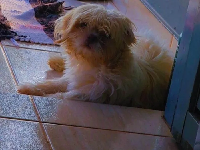 Cachorro ra a Shitzu idade 7 a 11 meses nome Mel