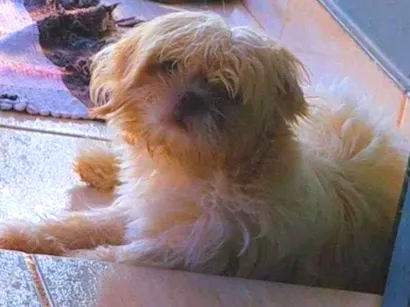 Cachorro raça Shitzu idade 7 a 11 meses nome Mel