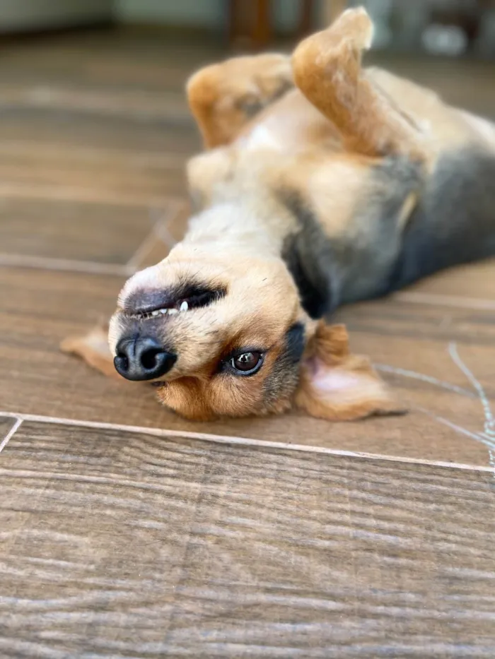 Cachorro ra a SRD-ViraLata idade 4 anos nome Lola