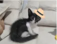 Filhotinho 4