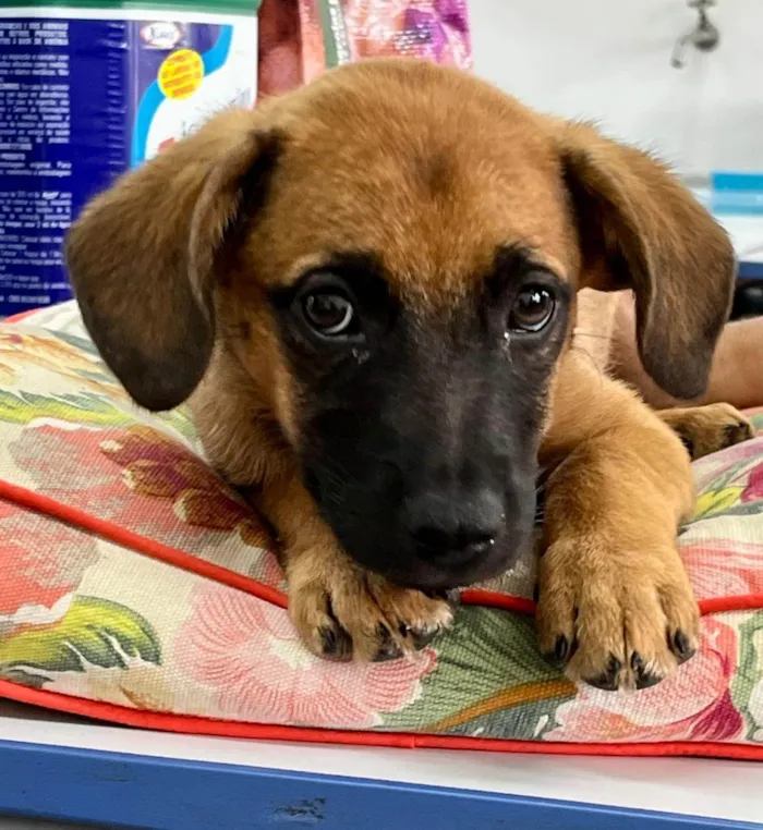 Cachorro ra a SRD-ViraLata idade 2 a 6 meses nome CACAU