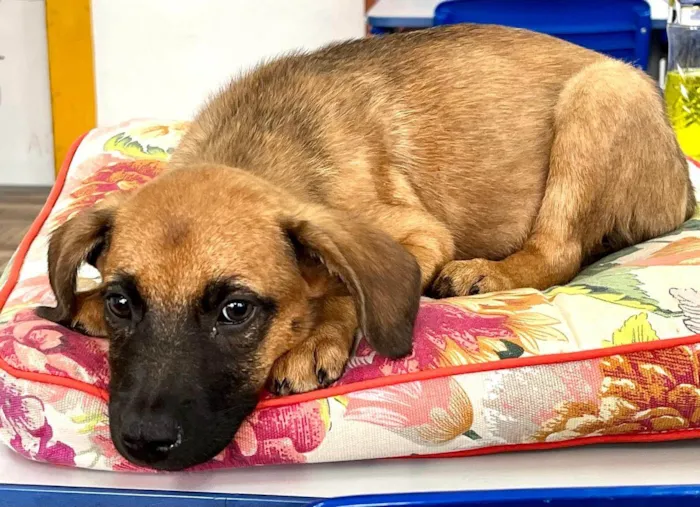 Cachorro ra a SRD-ViraLata idade 2 a 6 meses nome CACAU