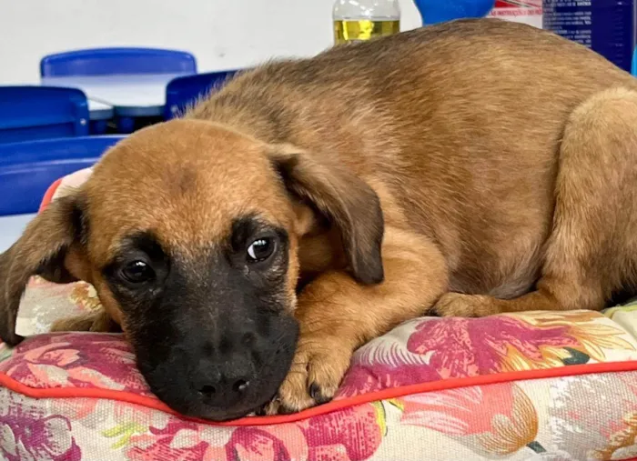 Cachorro ra a SRD-ViraLata idade 2 a 6 meses nome CACAU