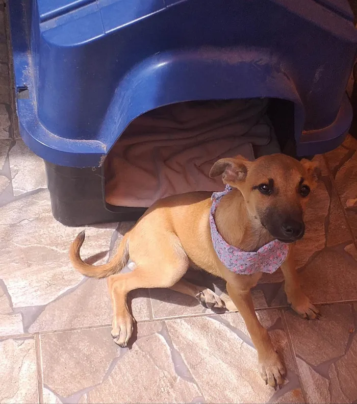 Cachorro ra a SRD-ViraLata idade 2 a 6 meses nome LUKE