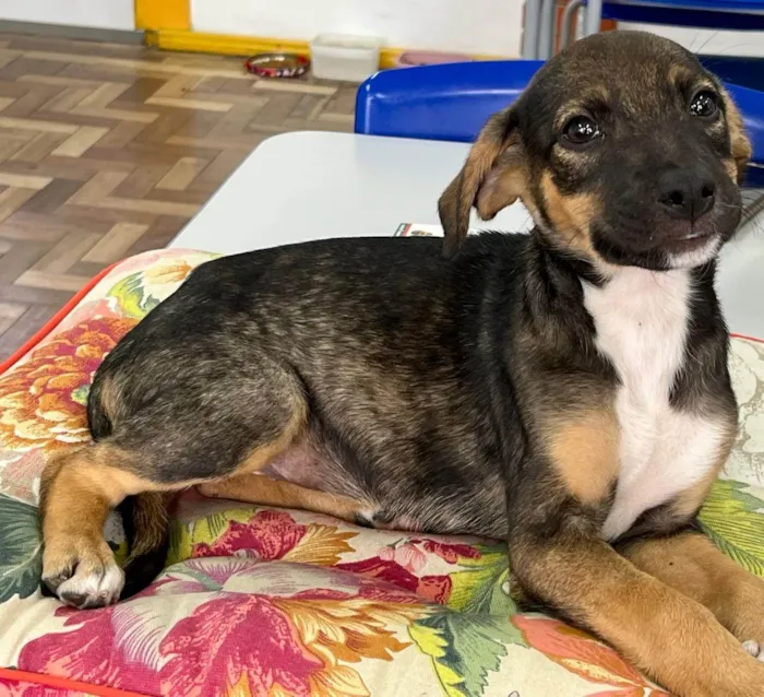 Cachorro ra a SRD-ViraLata idade 2 a 6 meses nome JUJUBA