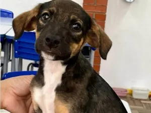 Cachorro raça SRD-ViraLata idade 2 a 6 meses nome JUJUBA