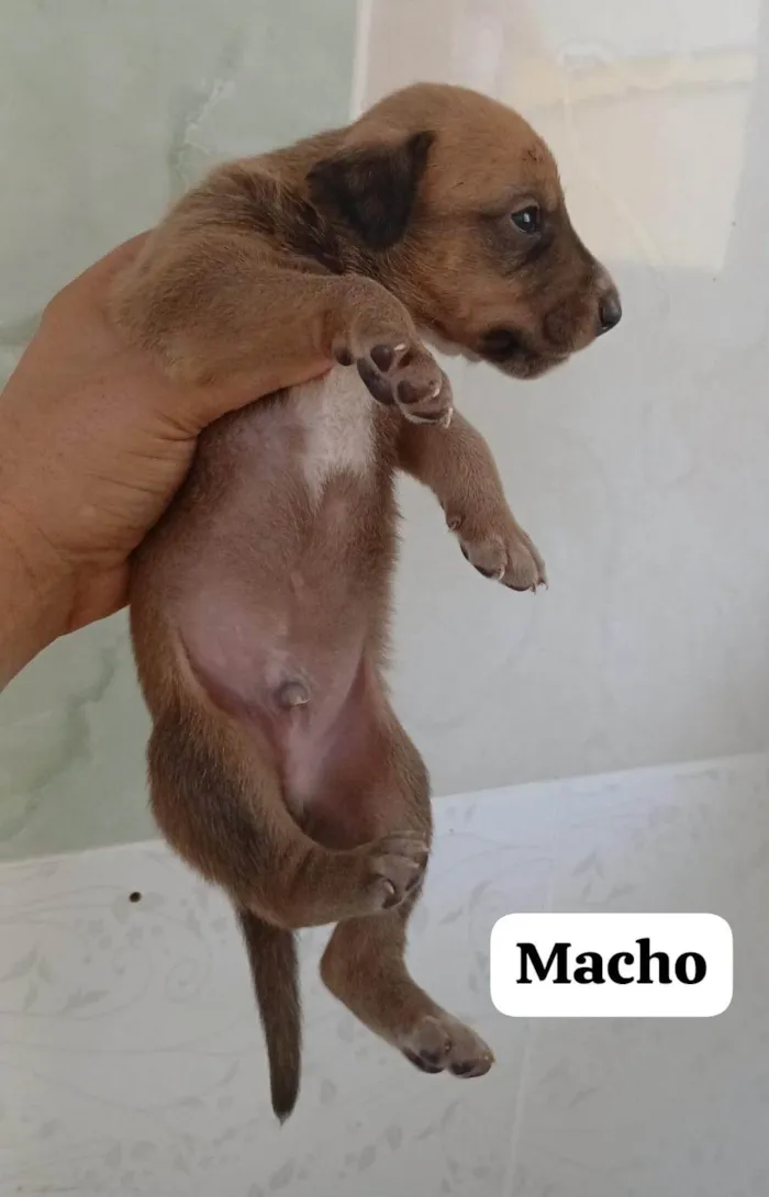 Cachorro ra a SRD-ViraLata idade 2 a 6 meses nome Caramelo 