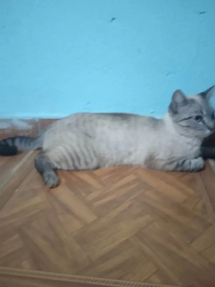 Gato ra a SRD-ViraLata idade 2 anos nome Bartoloméia