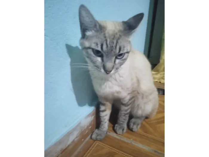 Gato ra a SRD-ViraLata idade 2 anos nome Bartoloméia