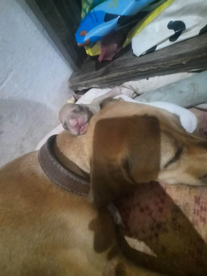 Cachorro ra a SRD-ViraLata idade Abaixo de 2 meses nome Filhos 