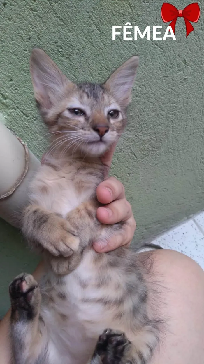 Gato ra a SRD-ViraLata idade 2 a 6 meses nome Fifi