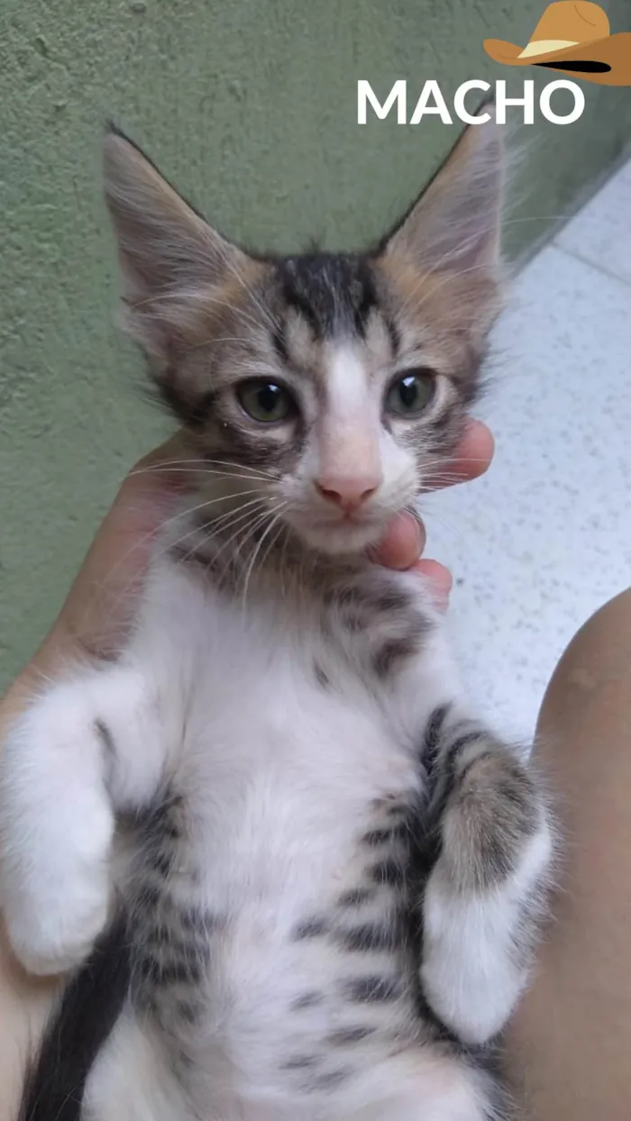 Gato ra a SRD-ViraLata idade 2 a 6 meses nome loki