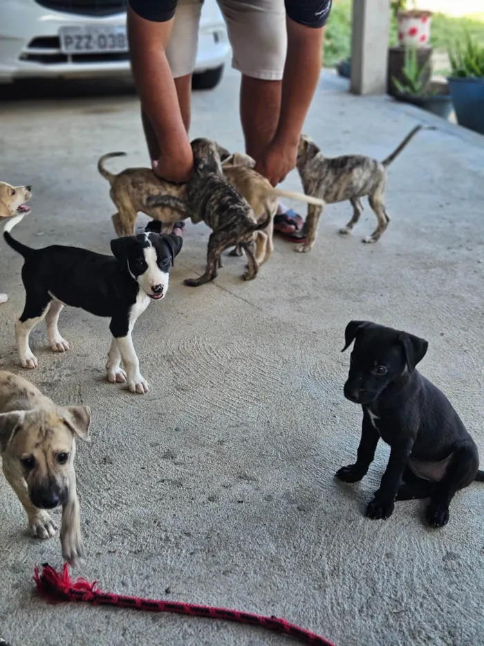 Cachorro ra a SRD-ViraLata idade 2 a 6 meses nome Pet