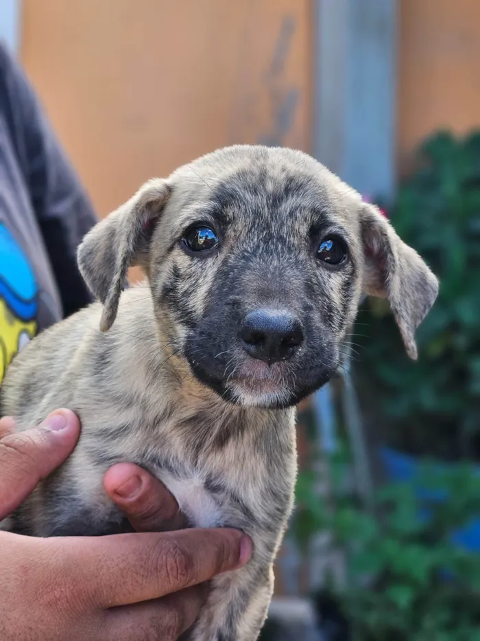 Cachorro ra a SRD-ViraLata idade 2 a 6 meses nome Pet