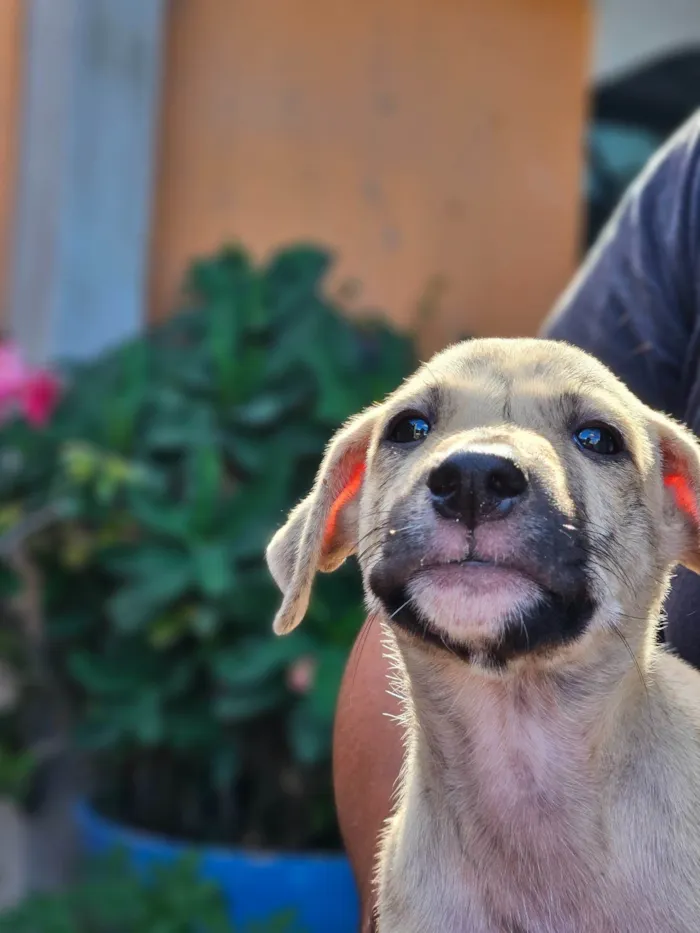 Cachorro ra a SRD-ViraLata idade 2 a 6 meses nome Pet