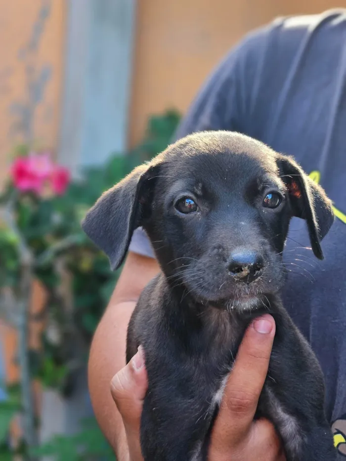 Cachorro ra a SRD-ViraLata idade 2 a 6 meses nome Pet