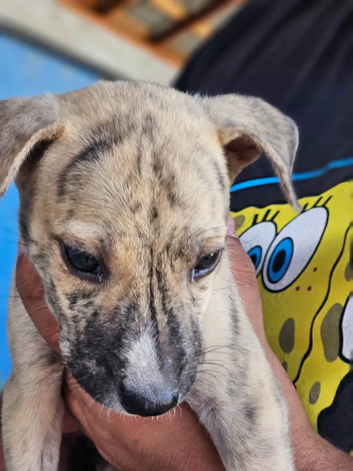 Cachorro ra a SRD-ViraLata idade 2 a 6 meses nome Pet