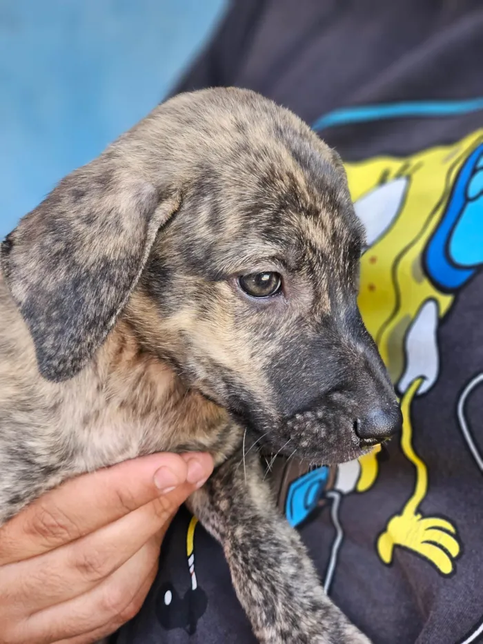 Cachorro ra a SRD-ViraLata idade 2 a 6 meses nome Pet