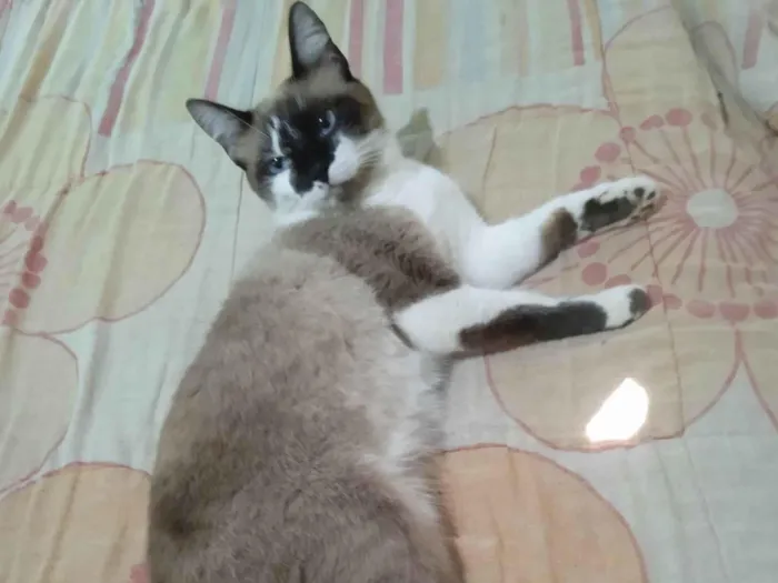 Gato ra a SRD-ViraLata idade 2 anos nome Nina